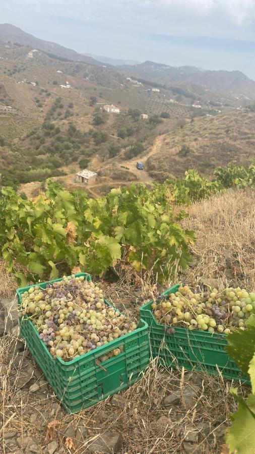 Appartamento Apartamento “El Vicho” En La Axarquia Almáchar Esterno foto